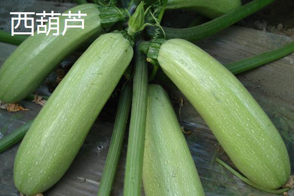 西葫芦与小南瓜的区别,颜色,外形和口感均有区别