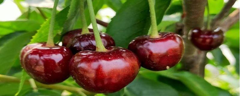 黑珍珠樱桃种植技术,根据植株生长情况做好肥水管理工作
