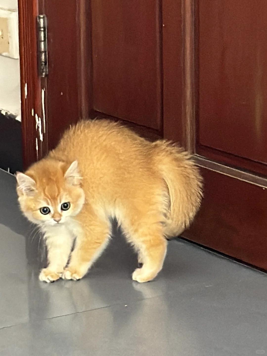 猫咪常态弓背是否正常?原因与解决之道