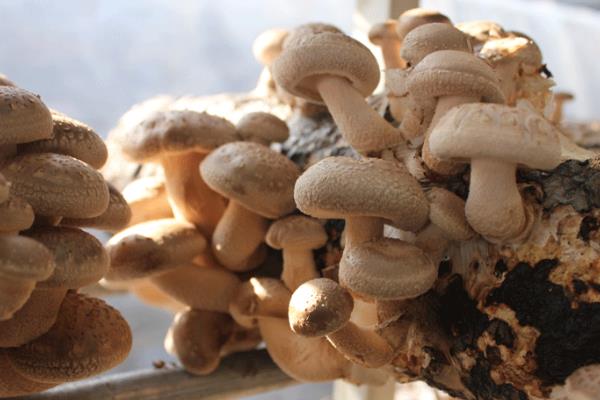 香菇种植技术,南方一般在3月进行接种