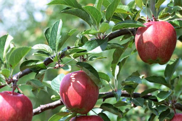 苹果叶子边缘干枯怎么回事,如何防治