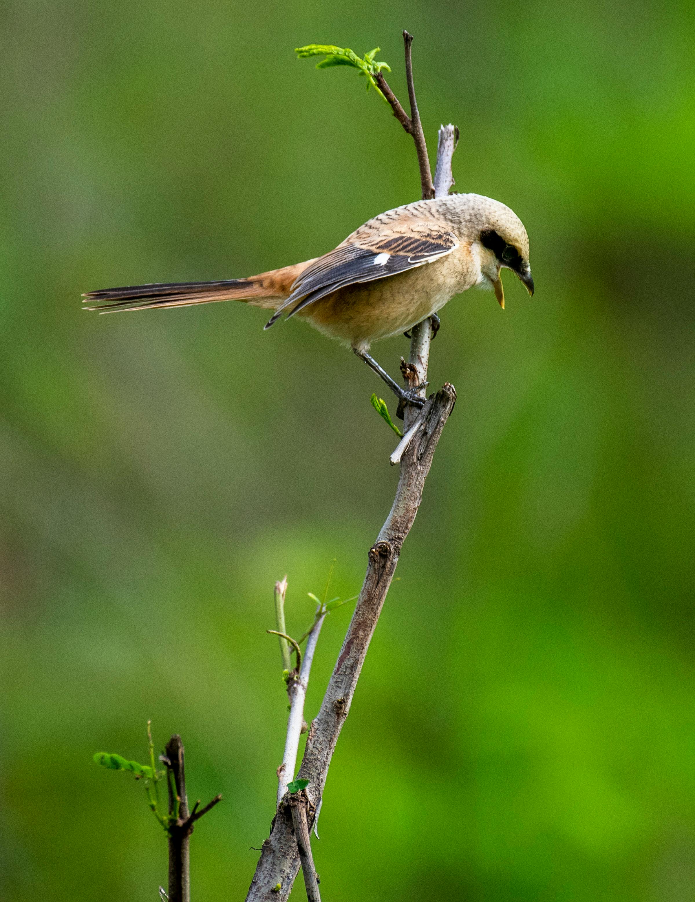 雀雀中猛禽:伯劳,喙粗厚而强壮,尖端具钩,似猛禽,嘴须较发达,体色多以