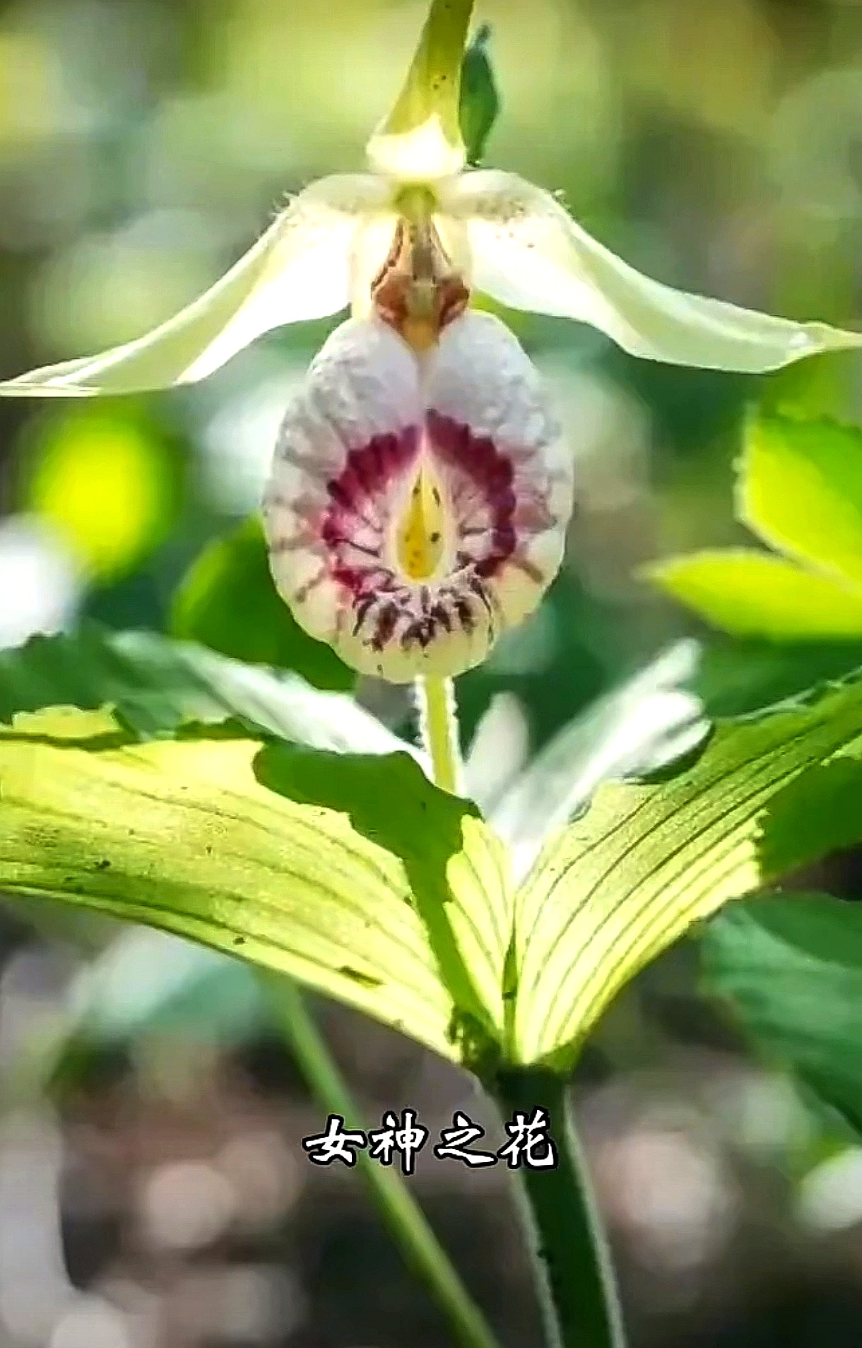 7月18日   今日小寿星 生日花   : 扇子七 花   语    :  欢喜  中药