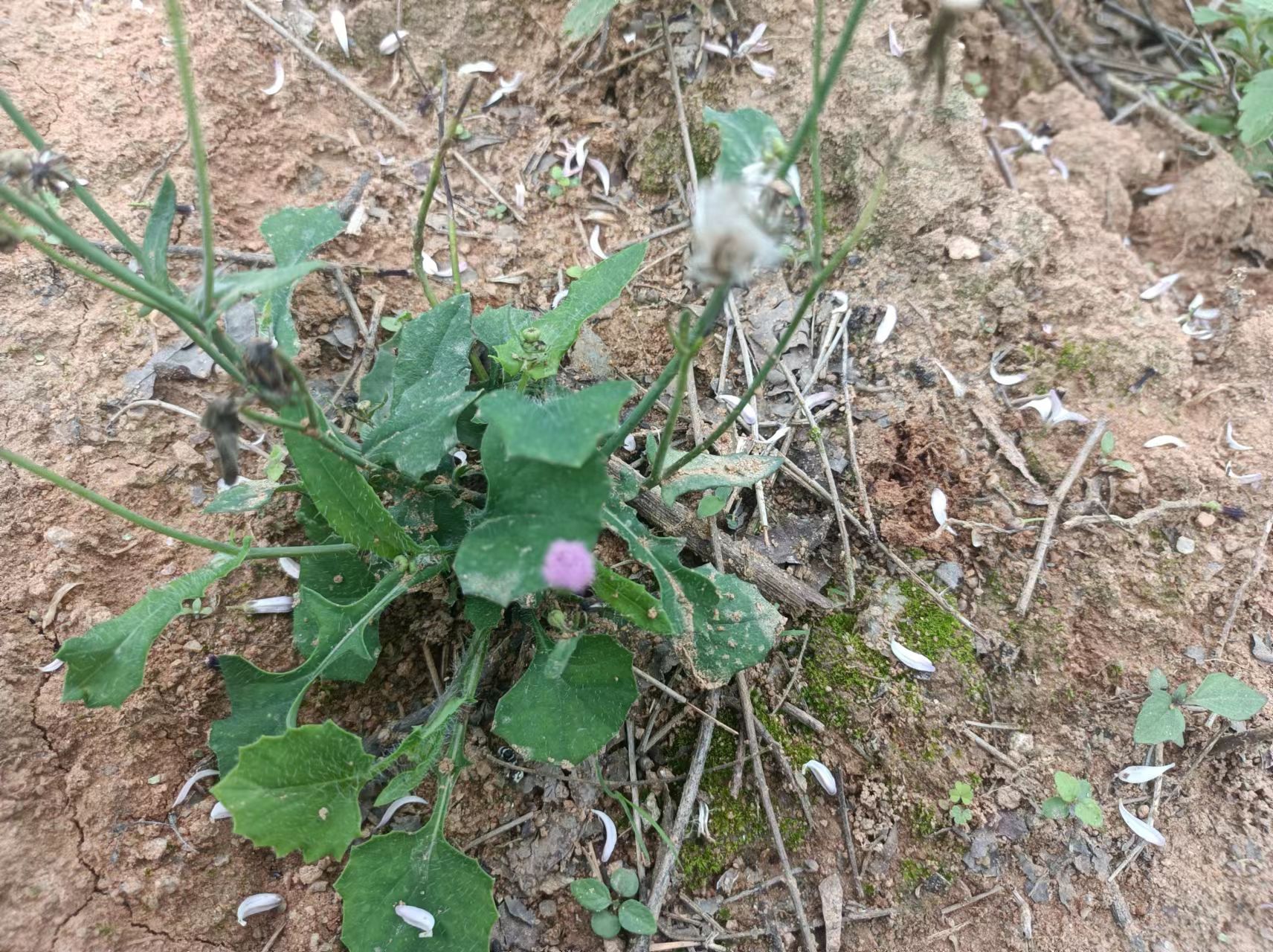 野生红背丝绸草药图片图片