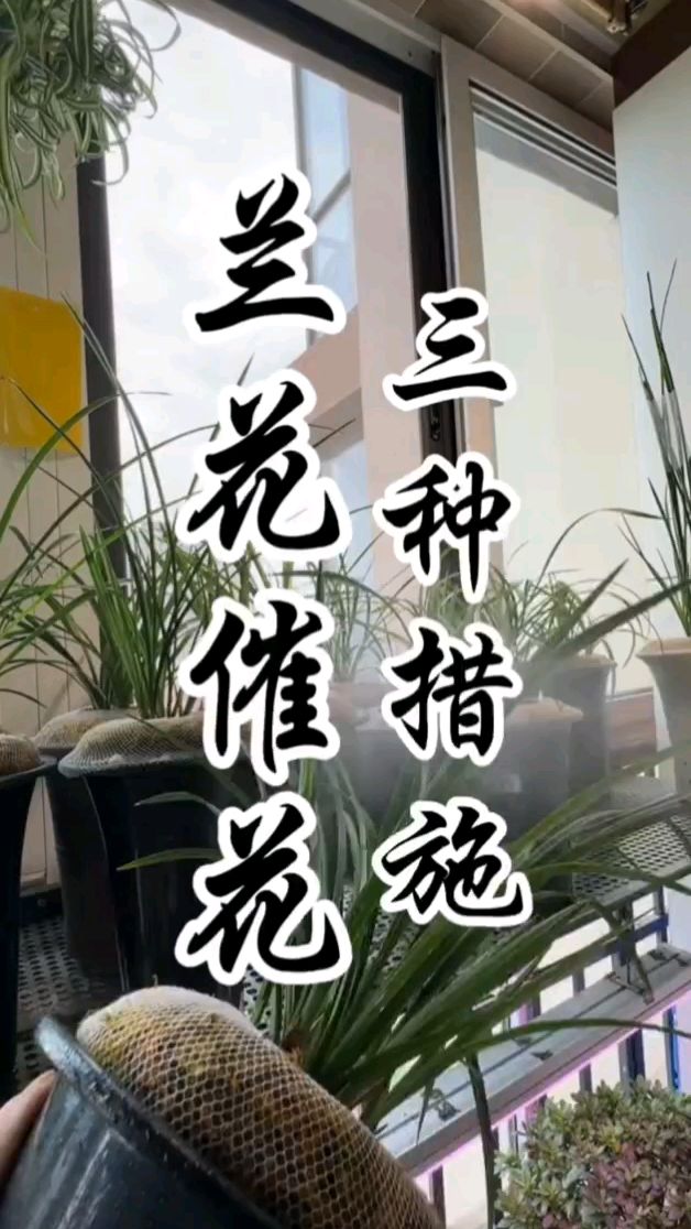 兰花催花的几种措施