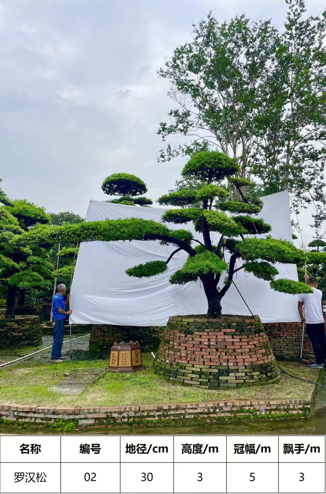 精品庭院景观罗汉松