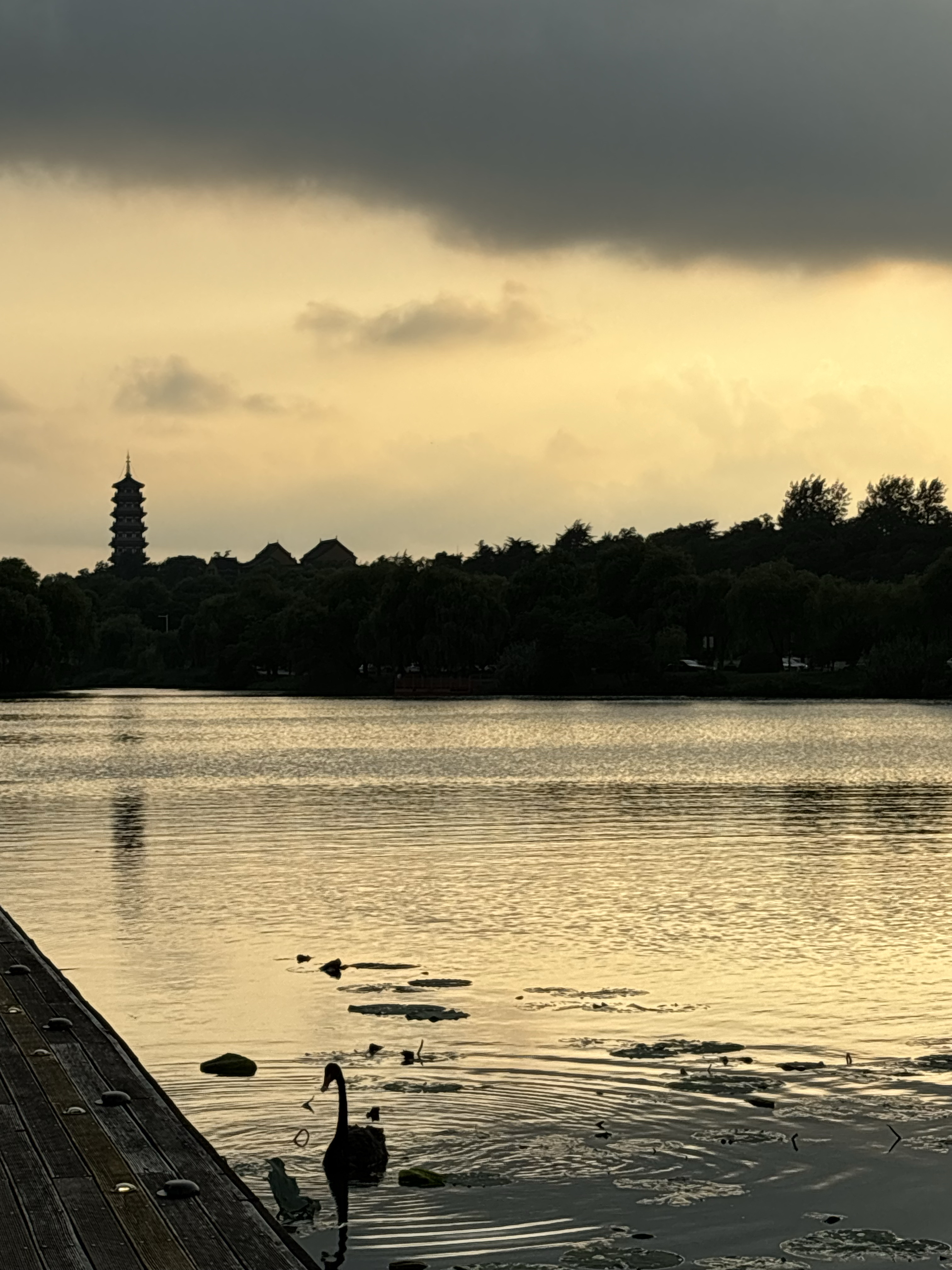 夏日闪光旅行家#  扬州,宋夹城的暮色之中,一只黑天鹅的悠游时光.