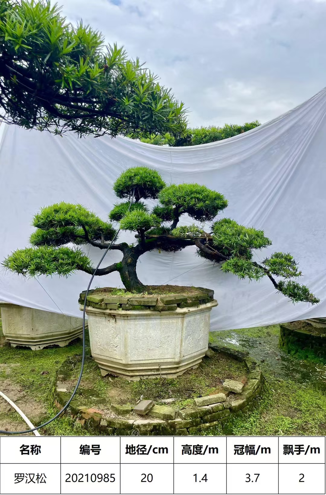 精品庭院景观罗汉松