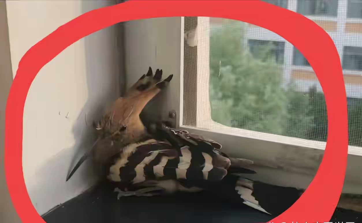 不知道啥时候飞进来一个大鸟,长得尖嘴猴腮的,嘴巴尖尖的像啄木鸟一样