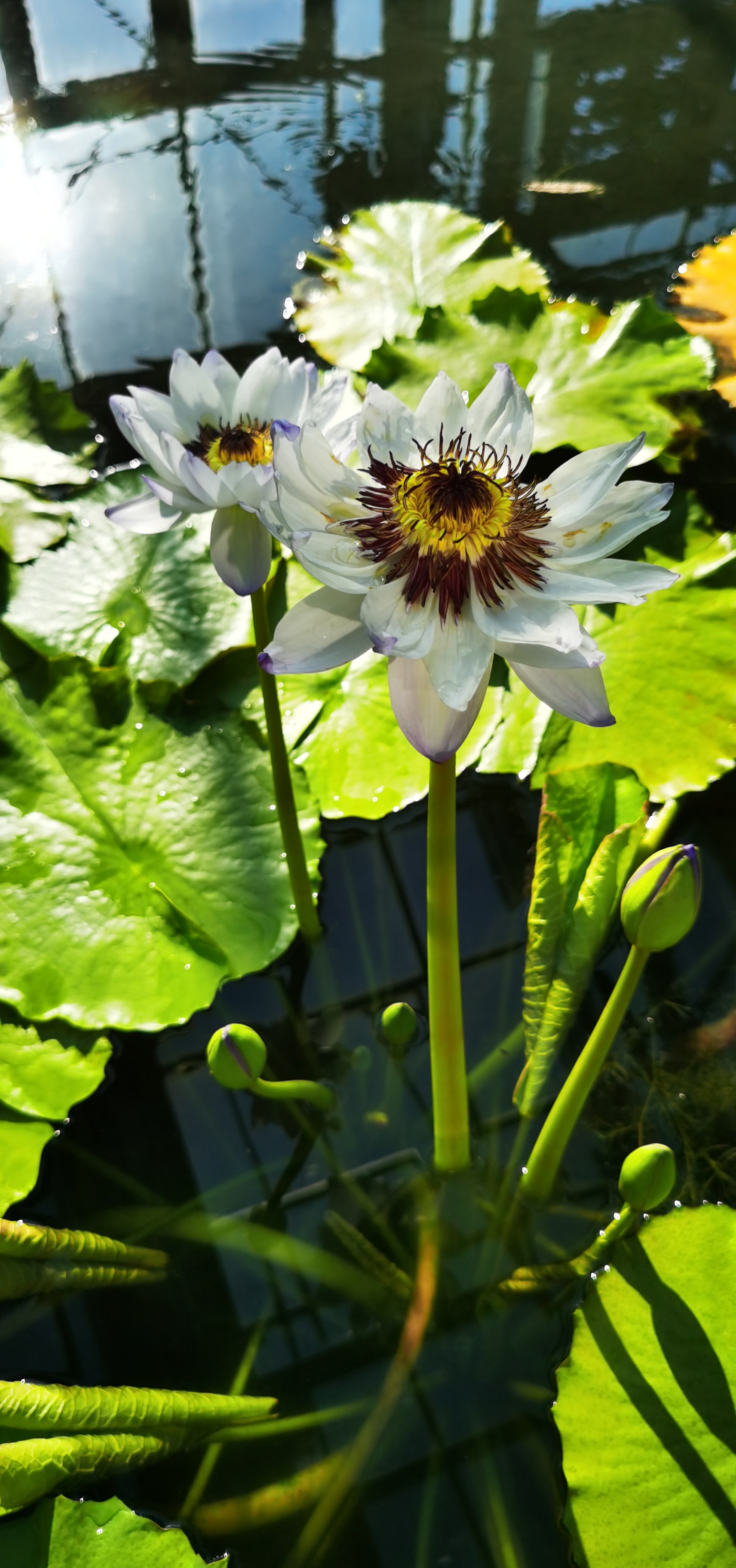 夏日之花灿烂热烈 喜欢夏天有千百种理由,想看夏日之花的灿烂绽放也算