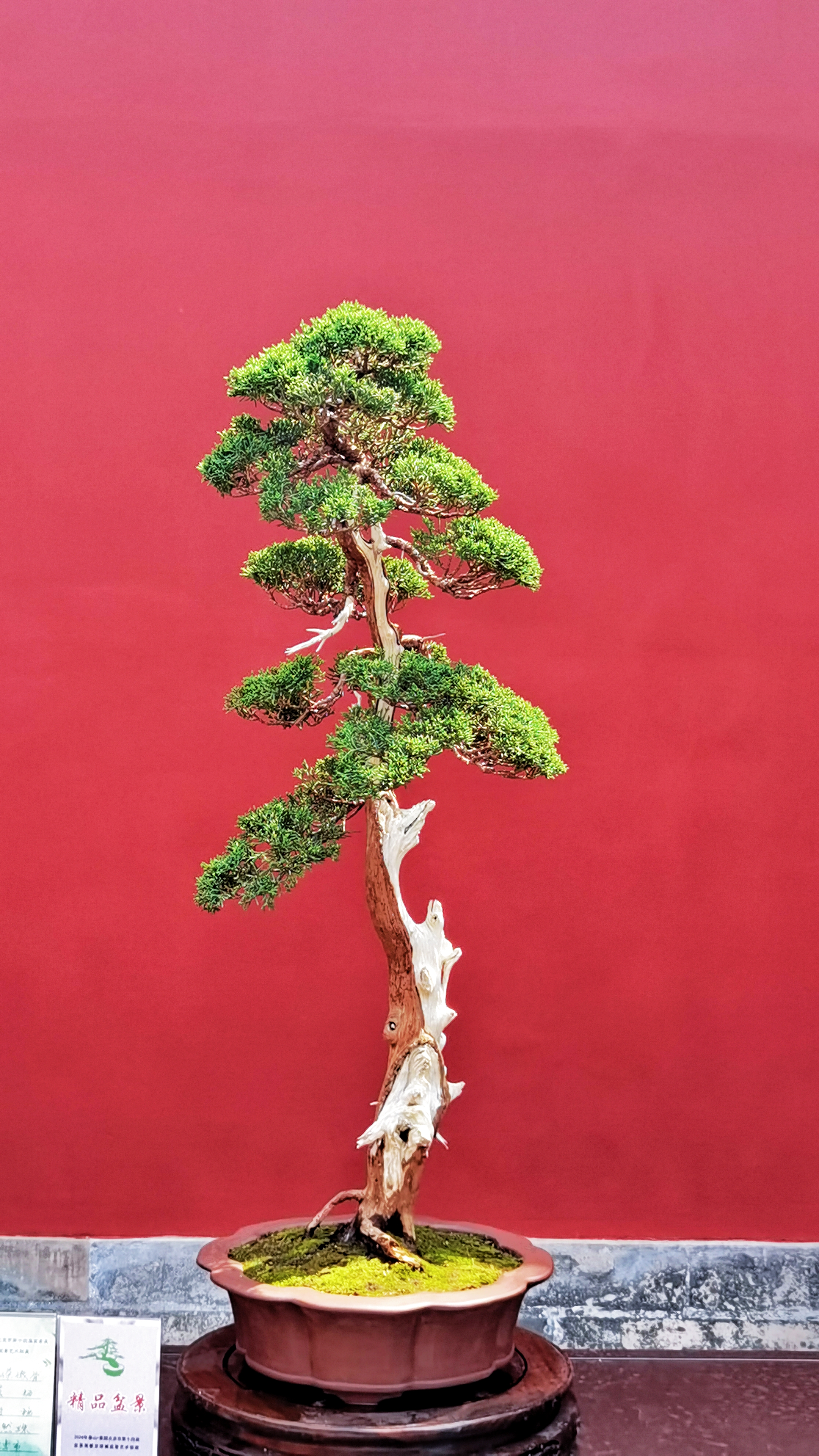 优质短图文计划# 盆景起源于中国,始于唐代,大约有1300多的年历史