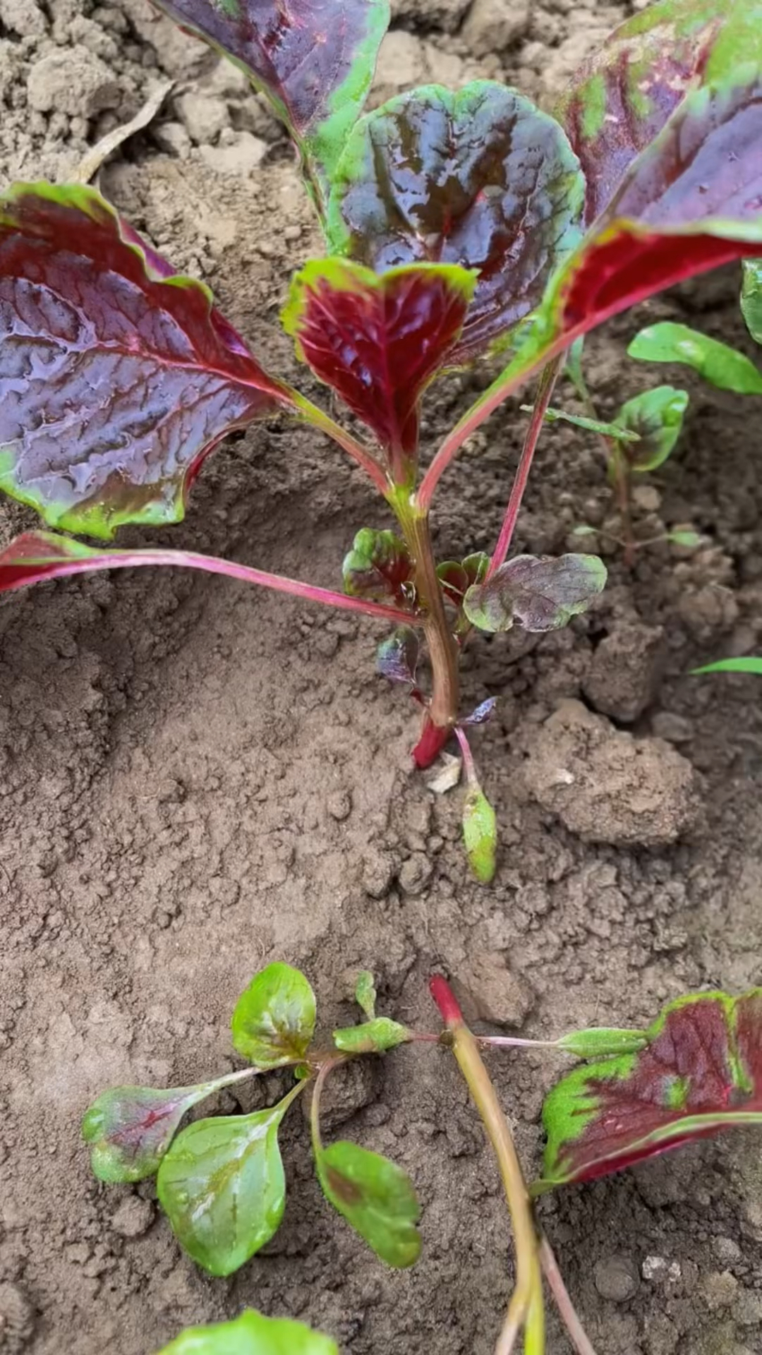 苋菜剪着吃,剪了还再长!