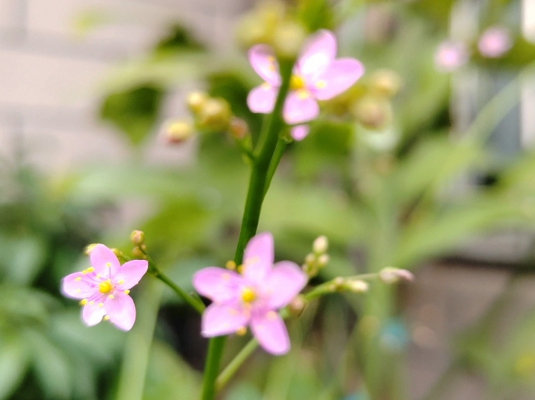 "百草之王"土人参花虽小却很美,你了解它吗?见了你就会喜欢它