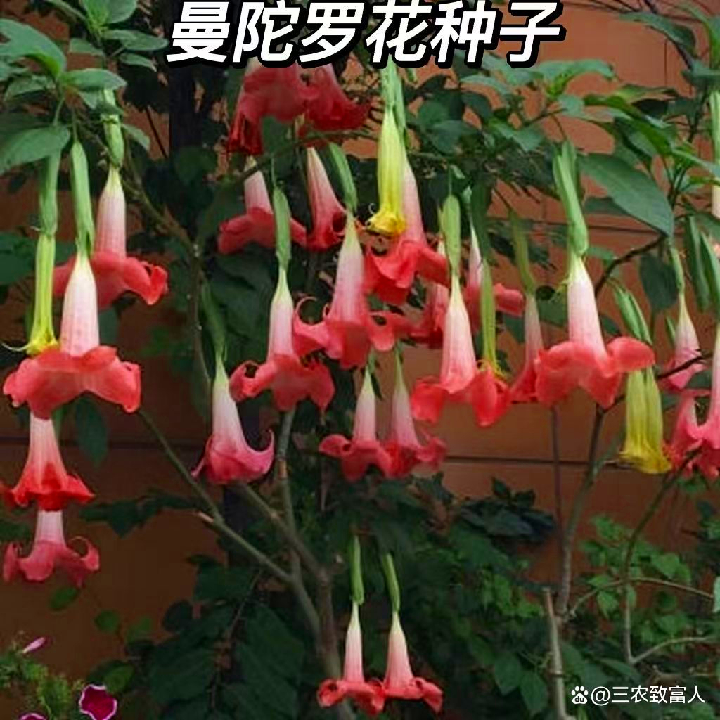 十大鬼花花语图片