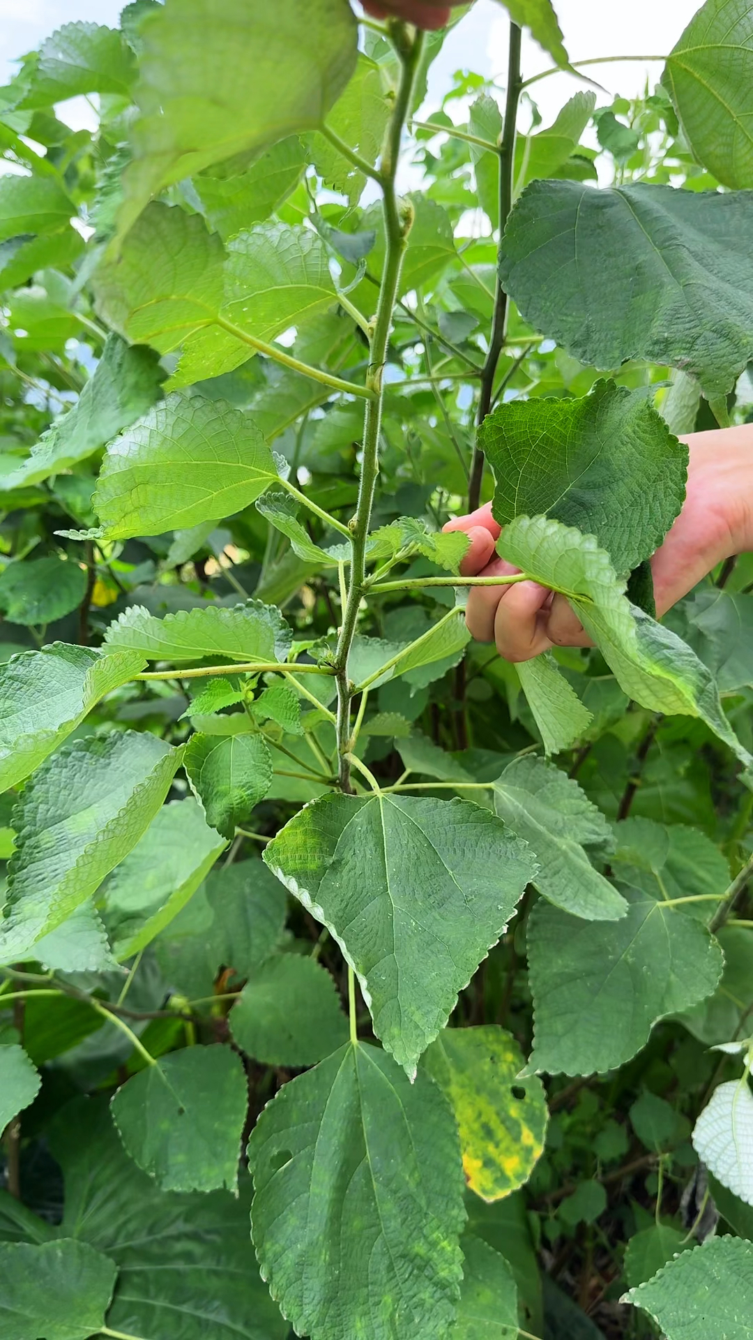 苎麻这种植物你认识吗?村里人常常采摘它回家.
