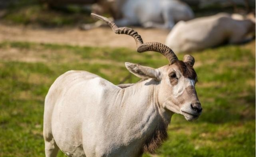 非洲撒哈拉沙漠中的旋角羚,没水都能活19年,它究竟有多耐渴?