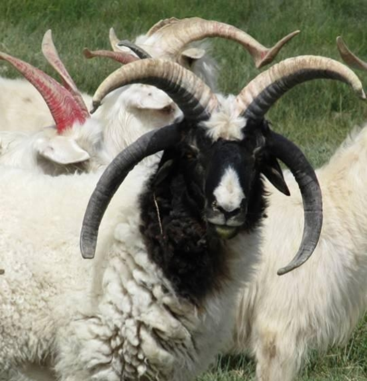 四角羊,《山海经》中的四角异兽,现实中却真的存在,而且还不少