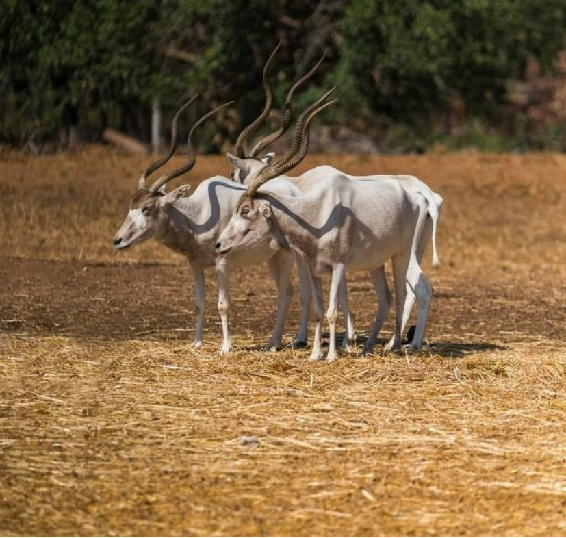 非洲撒哈拉沙漠中的旋角羚,没水都能活19年,它究竟有多耐渴?
