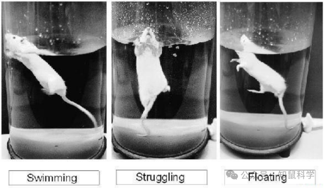 评估焦虑抑郁的行为学实验丨以强迫游泳与悬尾实验为例