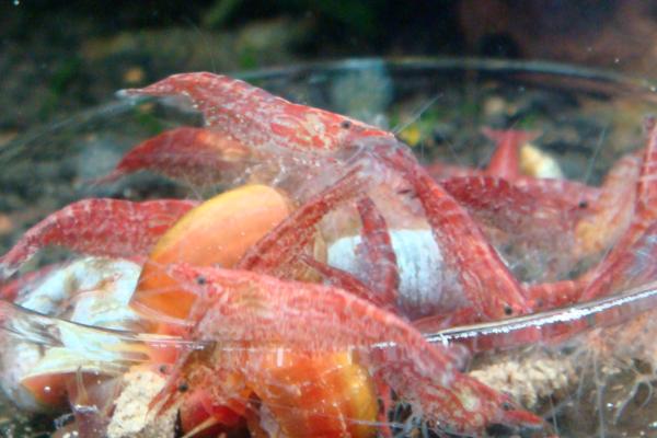 樱花虾多久繁殖一次,取决于养殖环境是否适宜