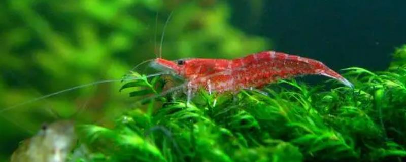 樱花虾多久繁殖一次,取决于养殖环境是否适宜