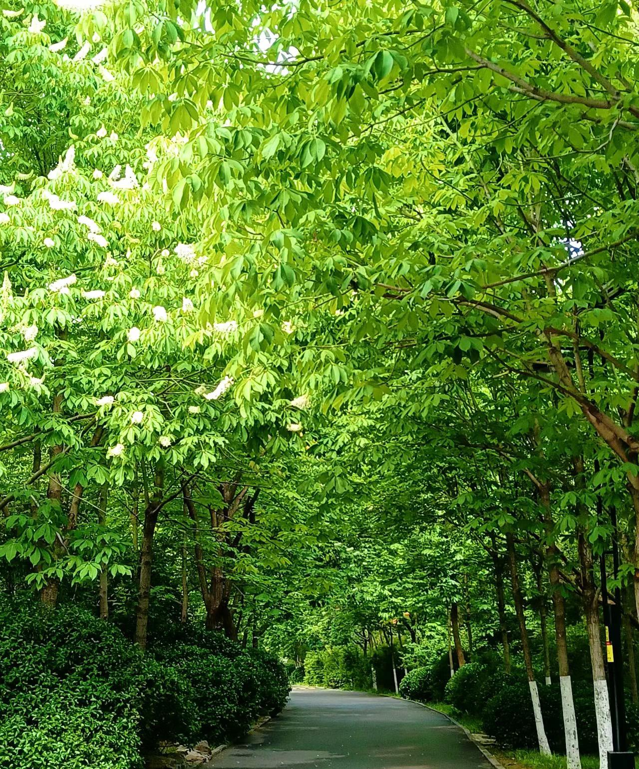 清晨的成都美景有多美?你见过几个场景