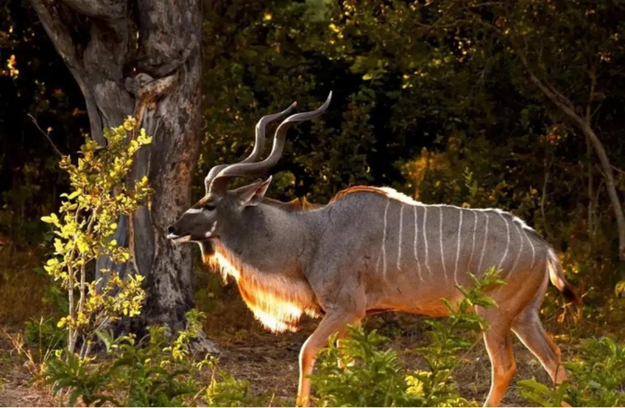 非洲撒哈拉沙漠中的旋角羚,没水都能活19年,它究竟有多耐渴?