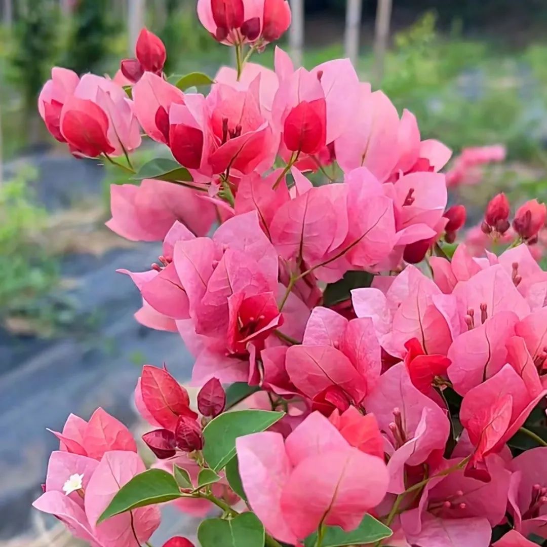 这款三角梅(簕杜鹃)粉红色少女心爆满,颜值出众——不甜西瓜