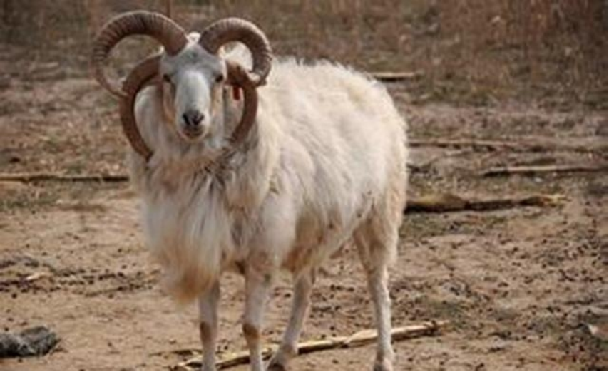 四角羊,《山海经》中的四角异兽,现实中却真的存在,而且还不少