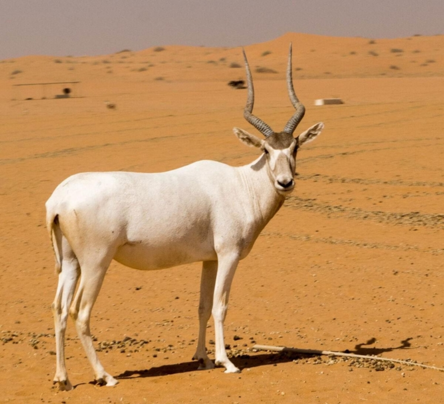 非洲撒哈拉沙漠中的旋角羚,没水都能活19年,它究竟有多耐渴?
