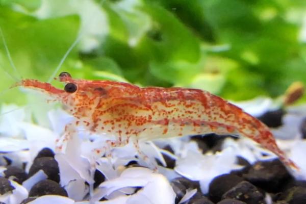 樱花虾多久繁殖一次,取决于养殖环境是否适宜