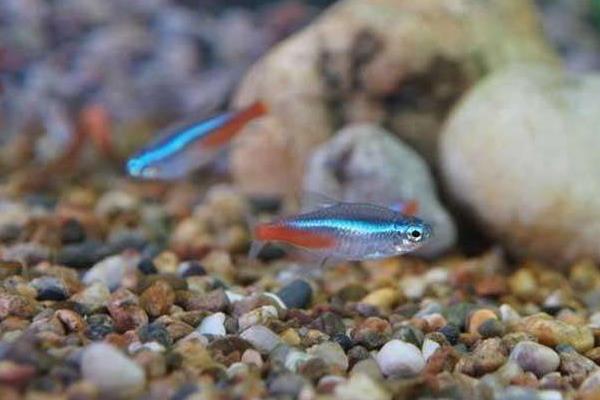 宝莲灯鱼的养殖方法,以及养殖注意事项