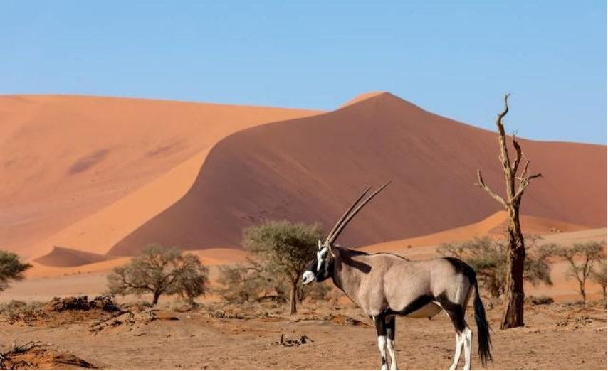 非洲撒哈拉沙漠中的旋角羚,没水都能活19年,它究竟有多耐渴?