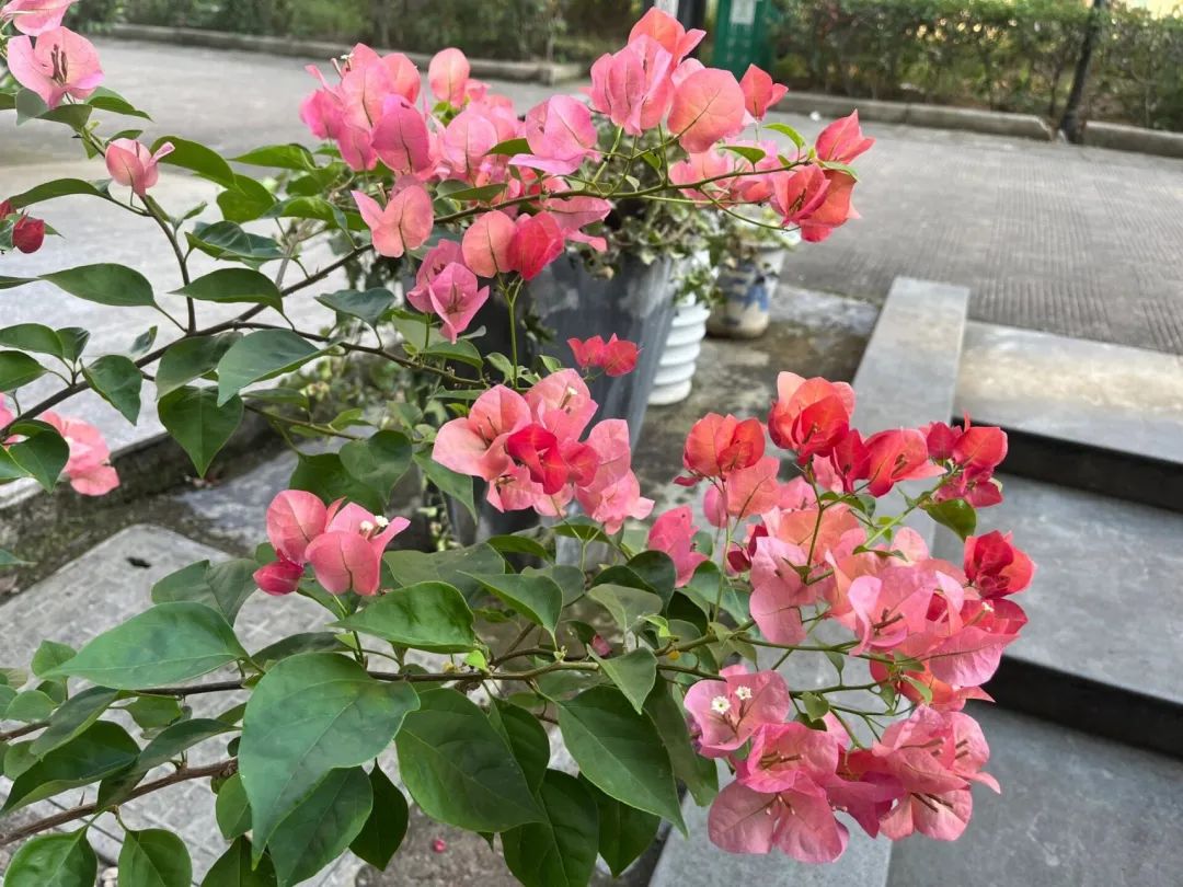 这款三角梅(簕杜鹃)粉红色少女心爆满,颜值出众——不甜西瓜