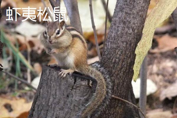 松鼠种类有哪些,不同种类分布范围不同