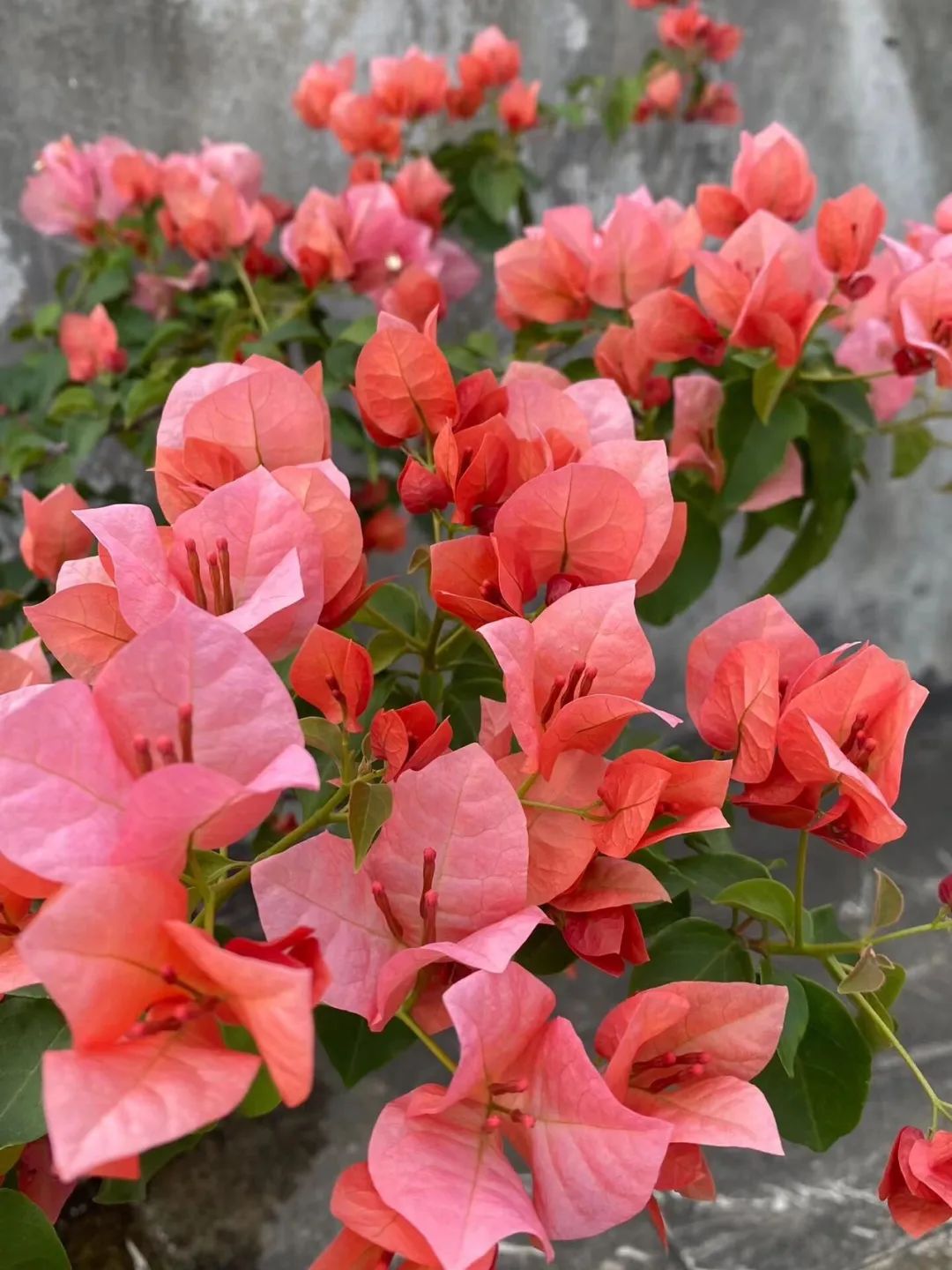 这款三角梅(簕杜鹃)粉红色少女心爆满,颜值出众——不甜西瓜