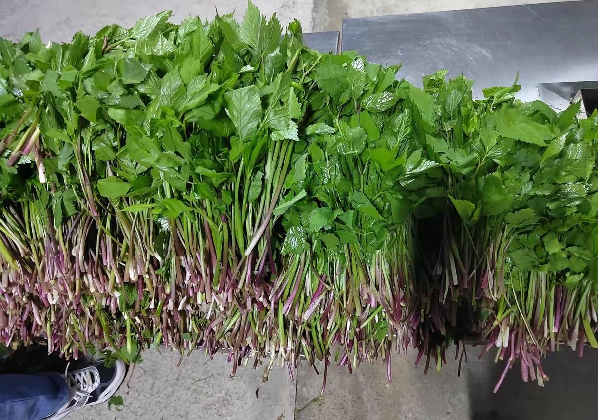 今天同事从他的老家带来好多这种菜,大家都来看看,知道这是什么吗?