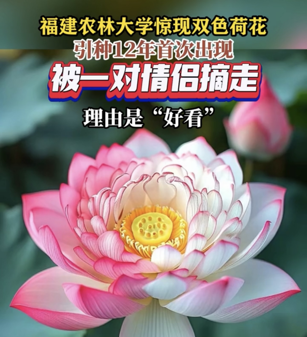 引种12年首次出现的双色荷花,被一对情侣摘走了.理由有点让人无语.