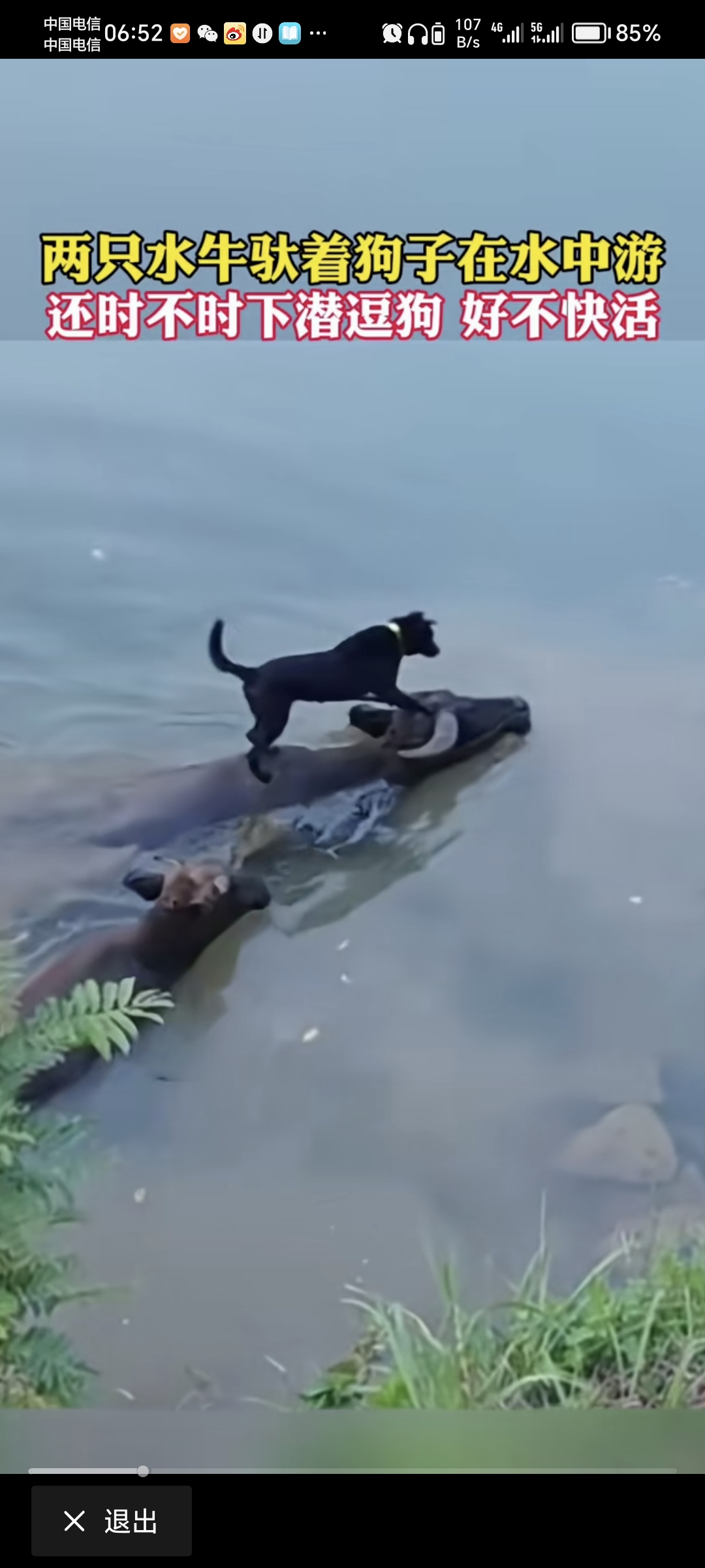 看见这只狗在骑牛过河,猫猫感觉害怕了,要是掉水里怎么办啊[左捂脸]