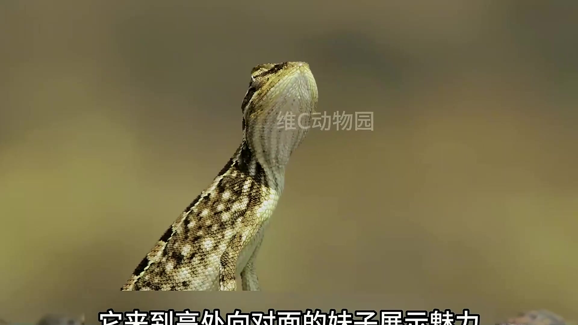 可可爱爱鼠兔兔 #动物世界看人生百态 #动物科普ol