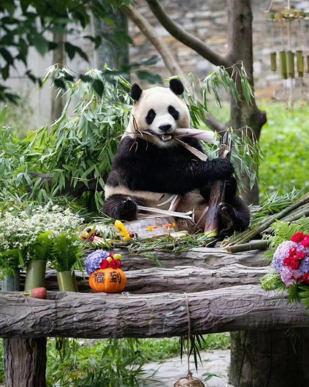 看看福宝过集体生日的排面甩出棒子几条街去吃不