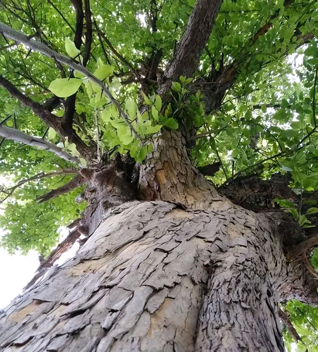 柘木又名桑柘木:十大珍贵名木之一,若家乡有保护好,别随意破坏