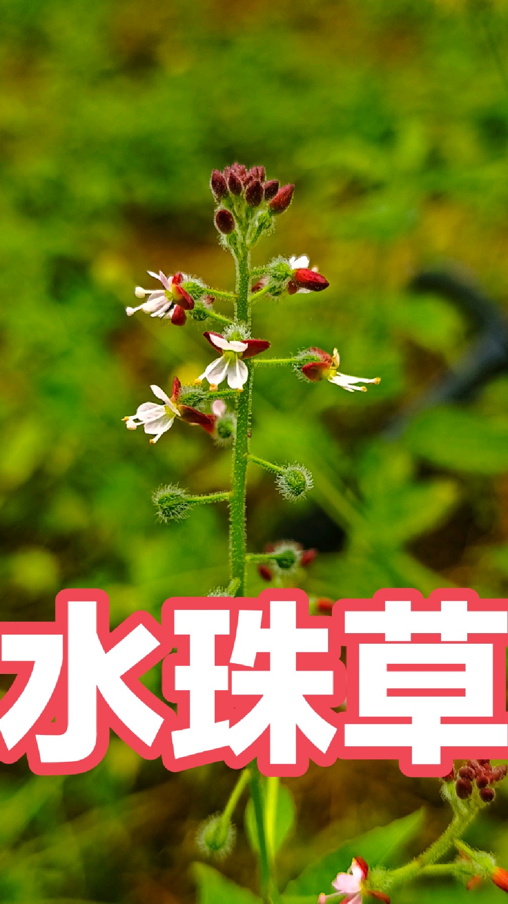 水珠草,它是柳叶菜科露珠草属多年生草本,对妇科也很有针对性
