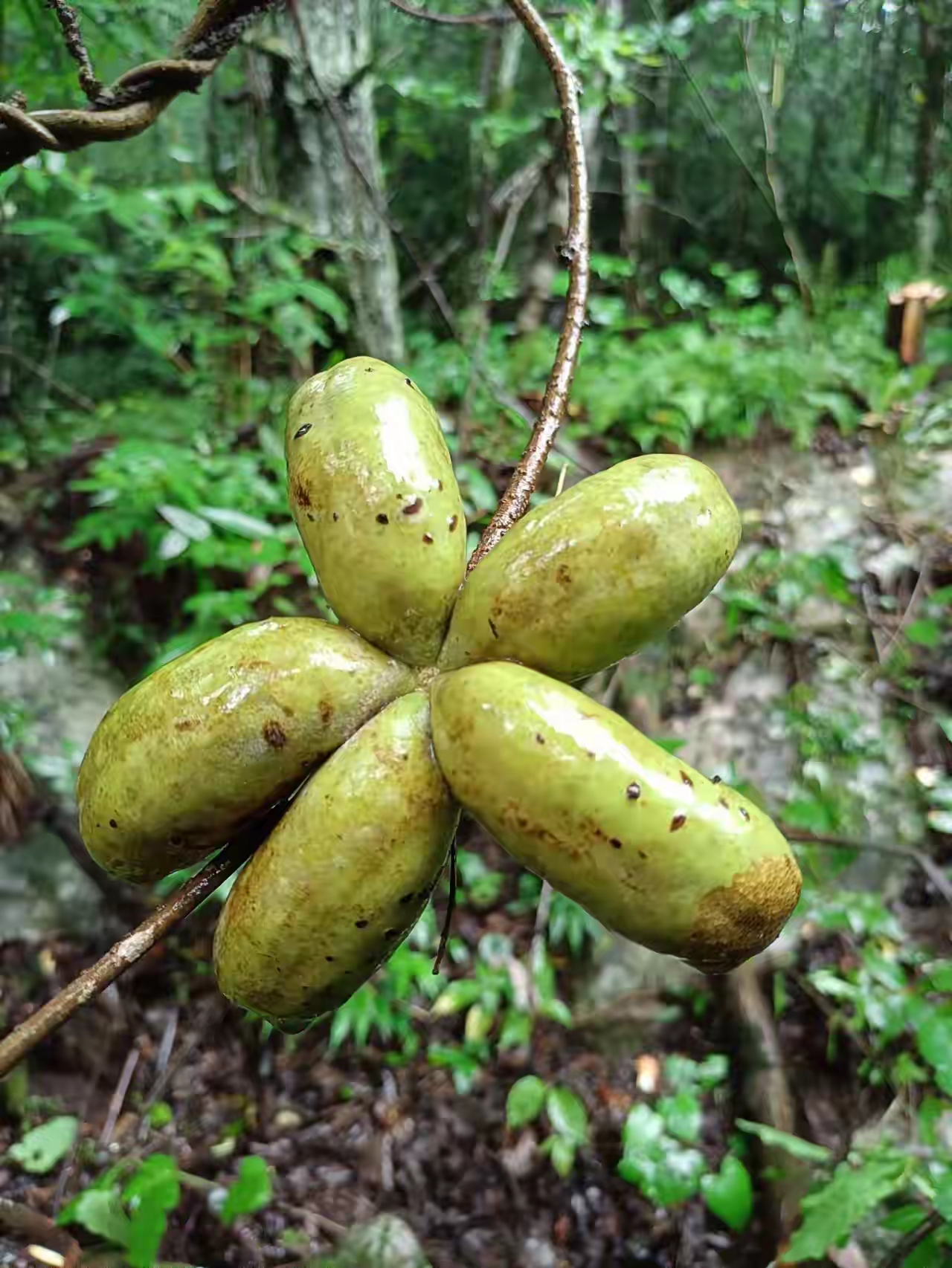 我小时候经常吃恩施大山的野果子大山里野果小时候的野果子有哪些