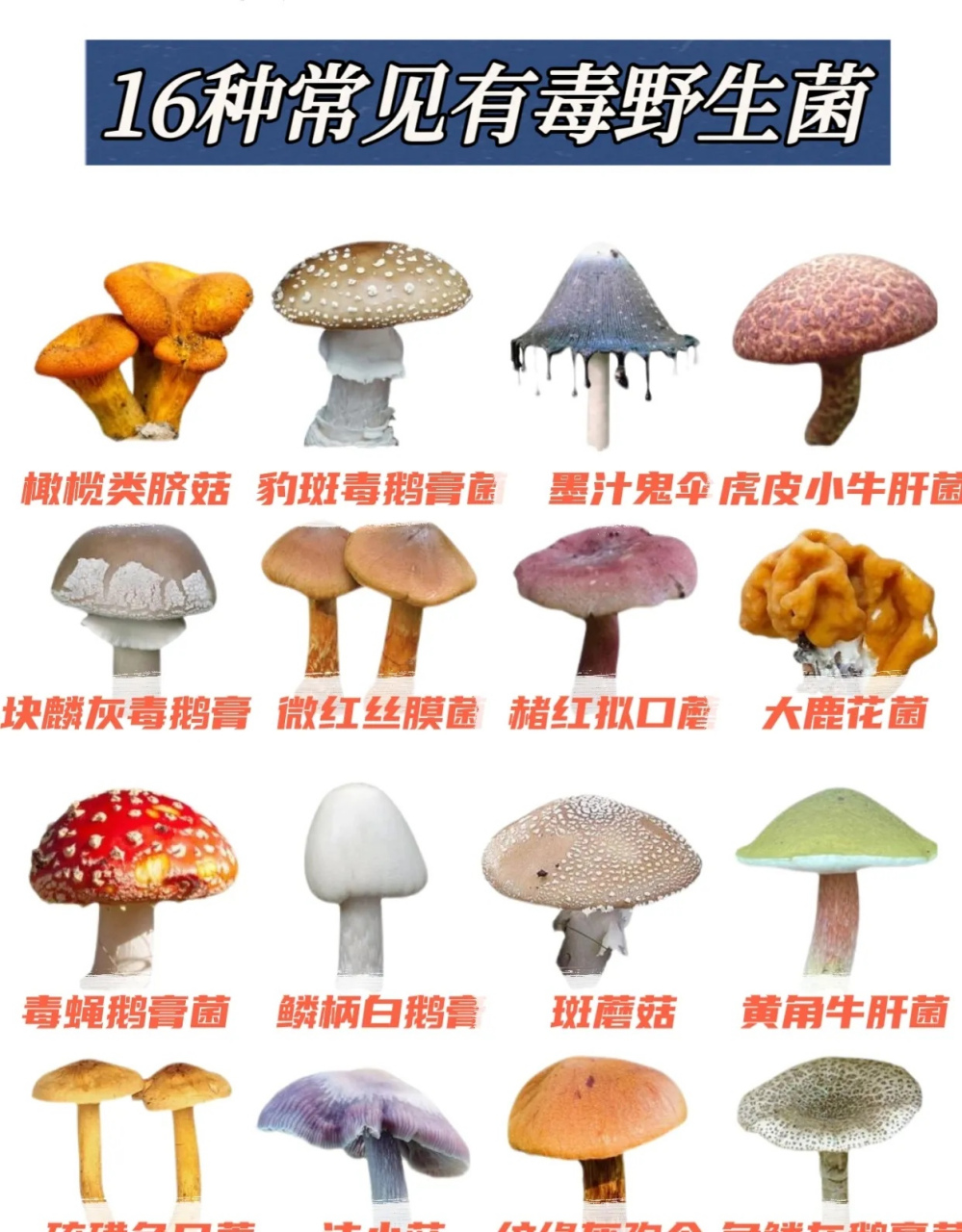 所有菌类图片名称大全图片