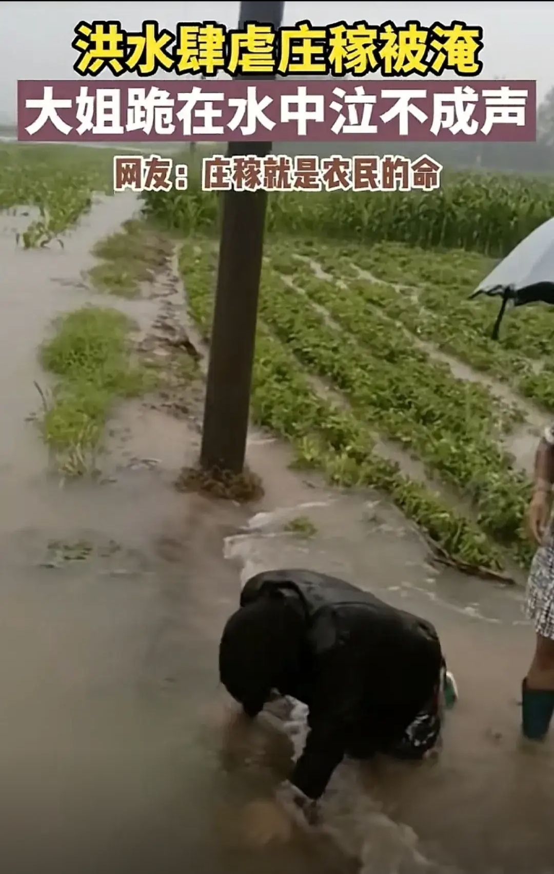 唉,看到这一幕真让人揪心,河南南阳这几天的接连大雨淹没了很多庄稼