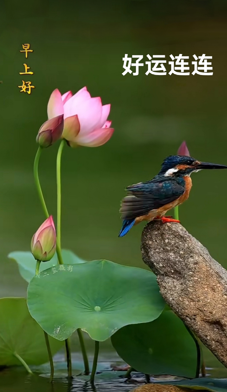 分享图片. #今日早安# #荷花