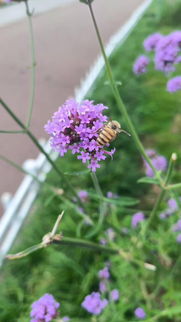 马鞭草又叫马鞭梢,铁马鞭,白马鞭,疟马鞭,凤颈草,紫顶龙芽草,野荆芥.