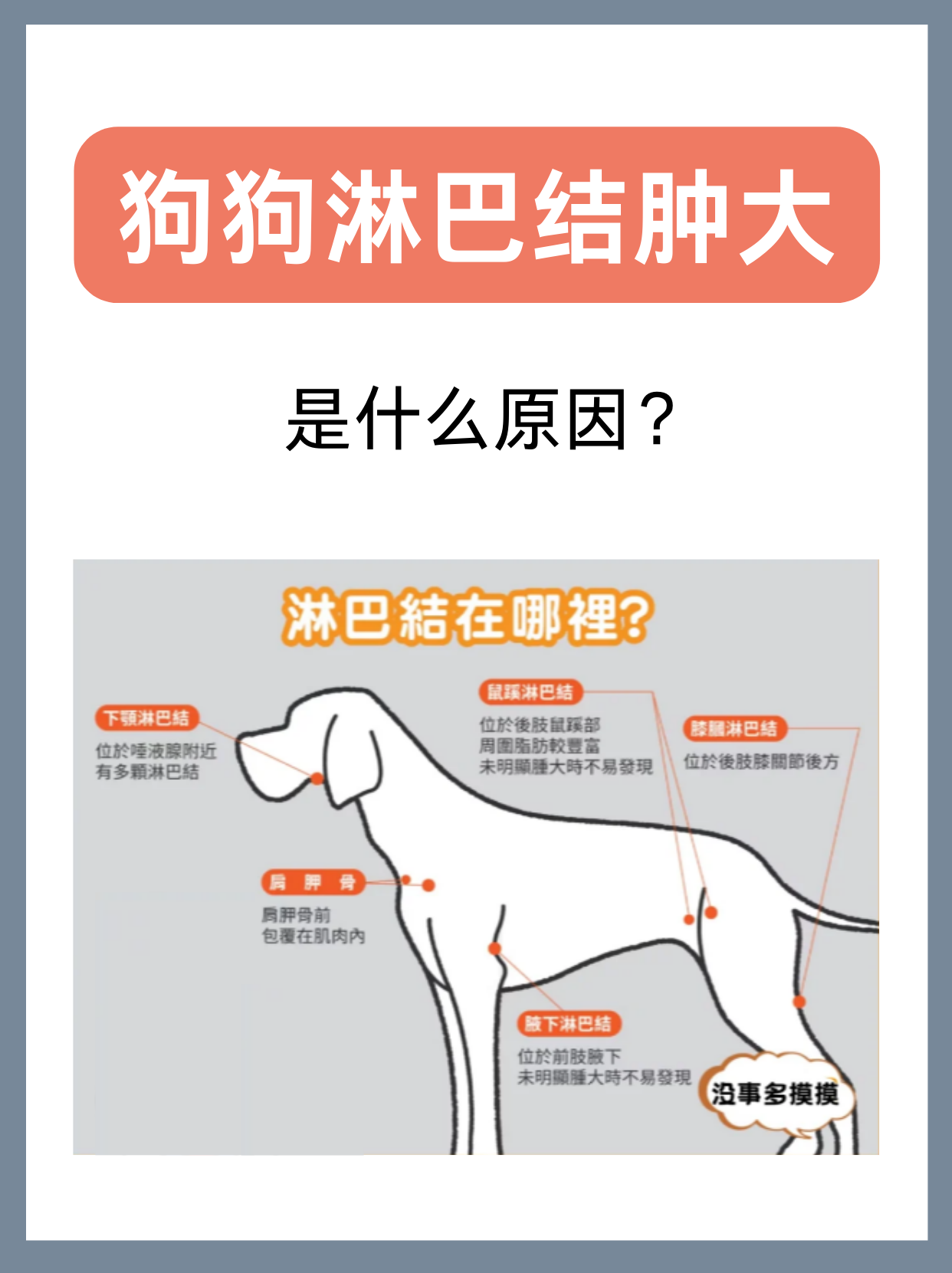 犬体表淋巴结分布图图片