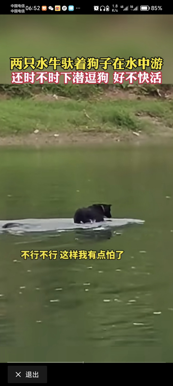 看见这只狗在骑牛过河,猫猫感觉害怕了,要是掉水里怎么办啊[左捂脸]